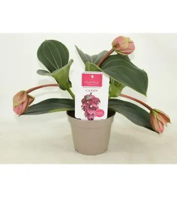 Мединила D14 H30 - Medinella Magnifica Candy