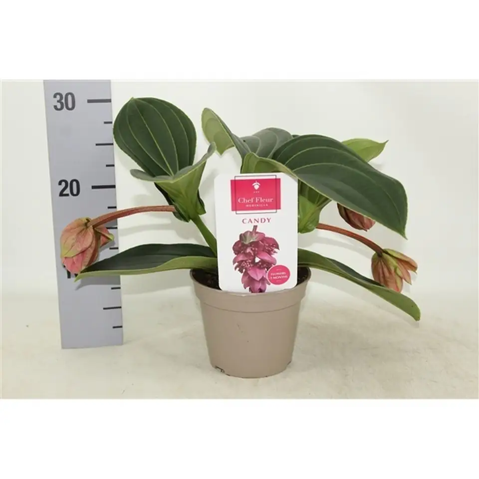 Мединила D14 H30 - Medinella Magnifica Candy - Image 2