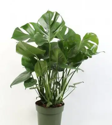 Монстера D27 H100 - Monstera deliciosa