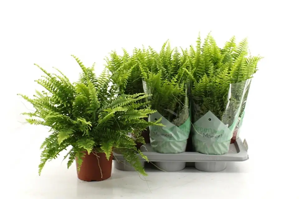 Папрат D17 H50 - Nephrolepsis Green Moment - Image 3