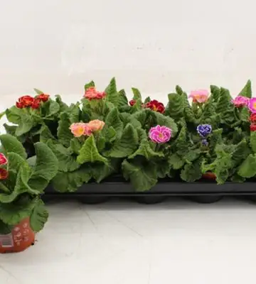 Иглика D10.5 H25 - Primula acaulis Sirococco