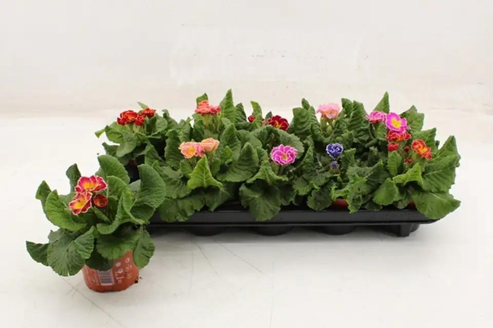 Иглика D10.5 H25 - Primula acaulis Sirococco