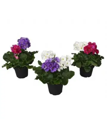 Примула D12 H25 - Primula obconica Touch Me Duo