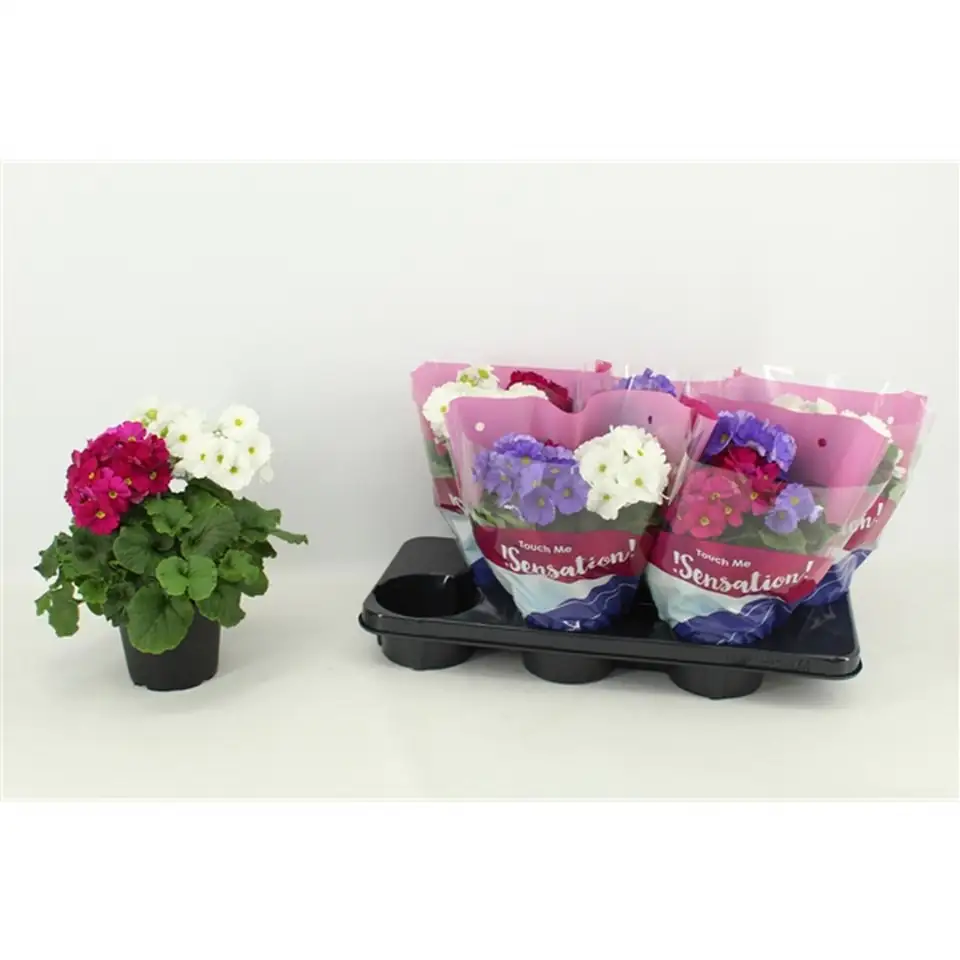 Примула D12 H25 - Primula obconica Touch Me Duo - Image 2