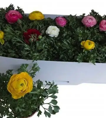 Ранункулус D10.5 H25 - Ranunculus mix