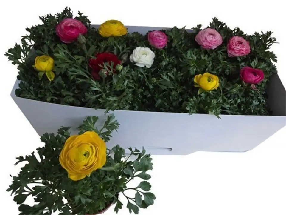 Ранункулус D10.5 H25 - Ranunculus mix