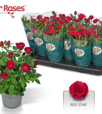 Роза D10.5 H26 - Rosa Red Star