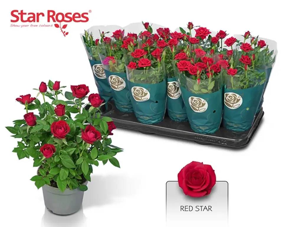 Роза D10.5 H26 - Rosa Red Star