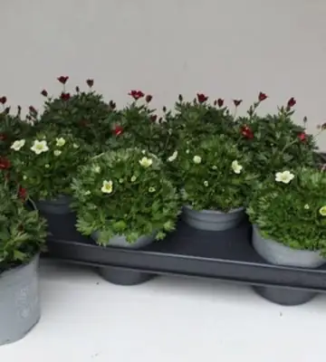 Саксифрага D10 H20 - Saxifraga mix