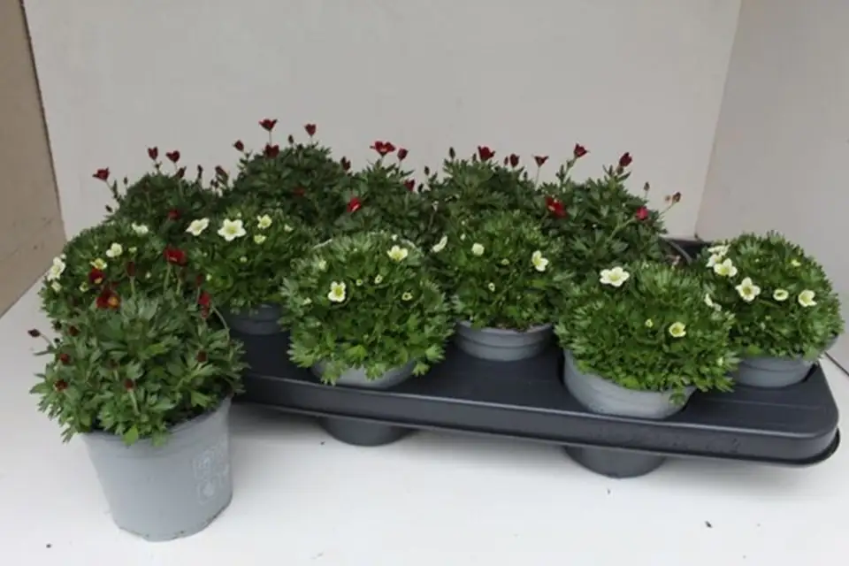 Саксифрага D10 H20 - Saxifraga mix