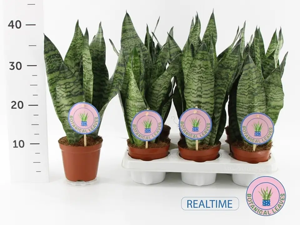 Сансевиериа D12 H45 - Sansevieria Zeylanica