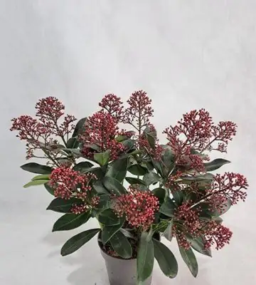 Скимиа D13 Н30 - Skimmia jap Rubella