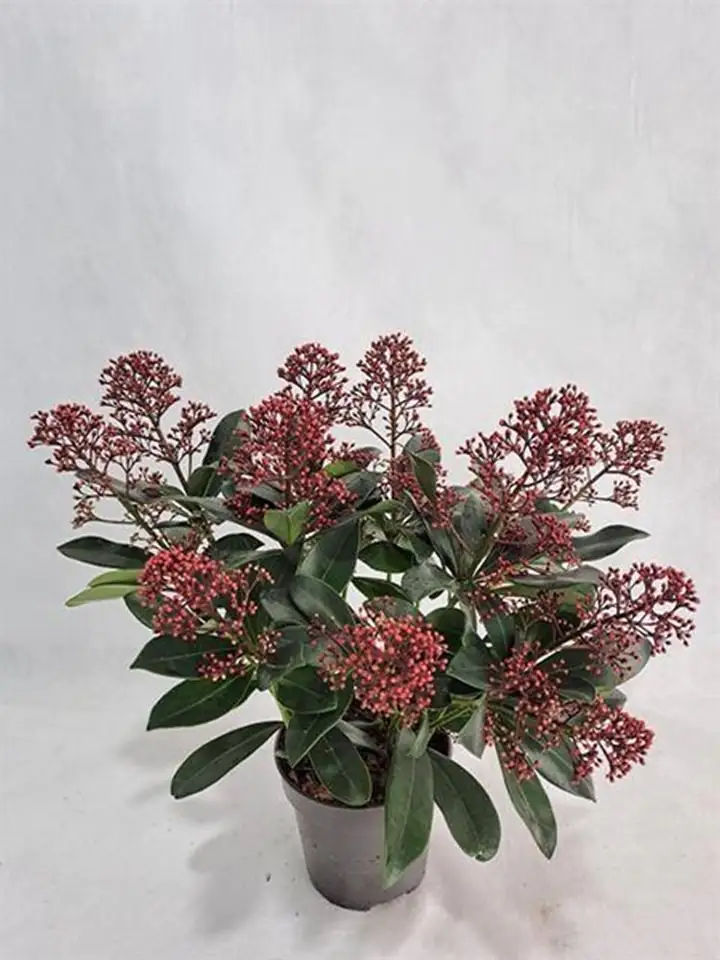 Скимиа D13 Н30 - Skimmia jap Rubella
