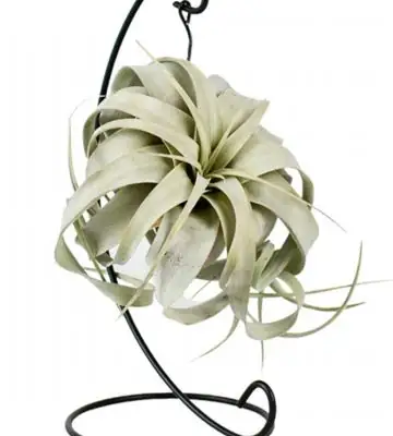 Тиландзия D12 H23 - Tillandsia Xerographica