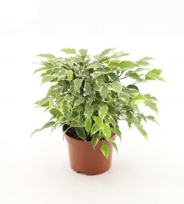 Фикус D12 H30 - Ficus Green Kinky
