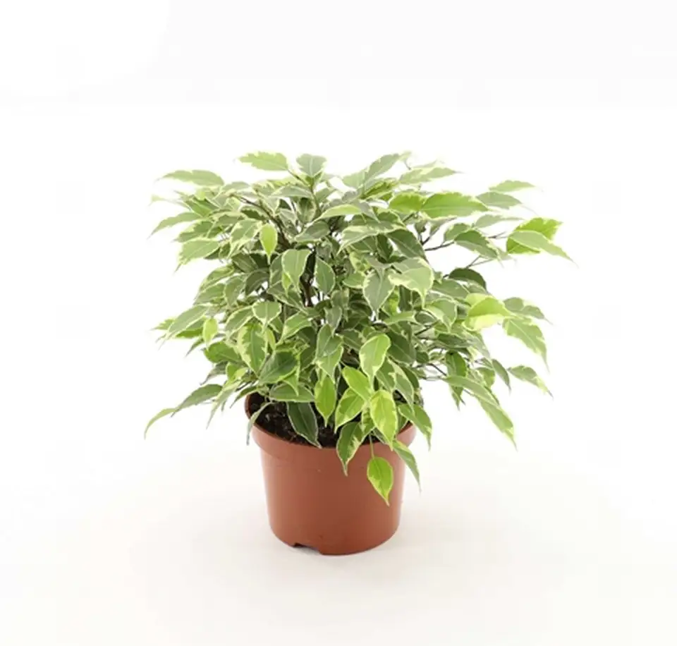 Фикус D12 H30 - Ficus Green Kinky