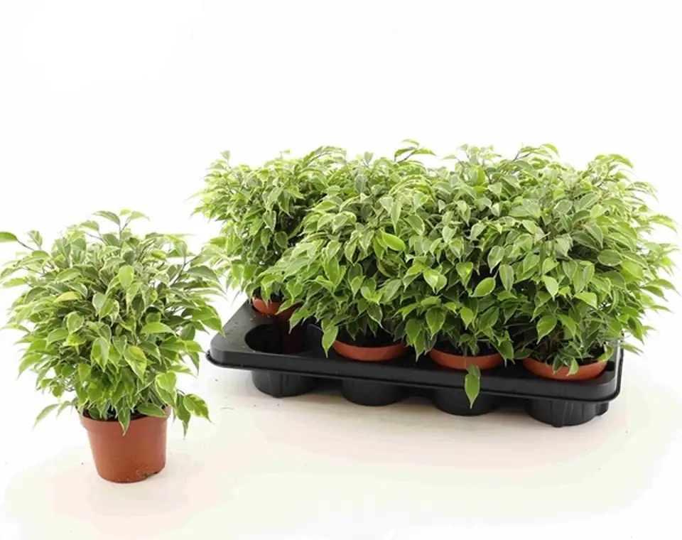 Фикус D12 H30 - Ficus Green Kinky - Image 2