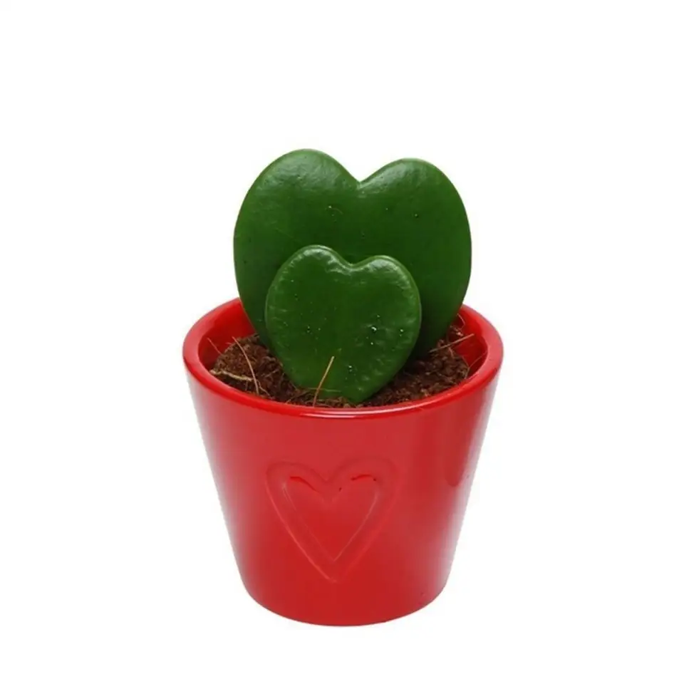 Хоя в червена кашпа D7 H13 - Hoya kerrii