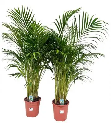 Арека D19 H100 - Dypsis Lutescens