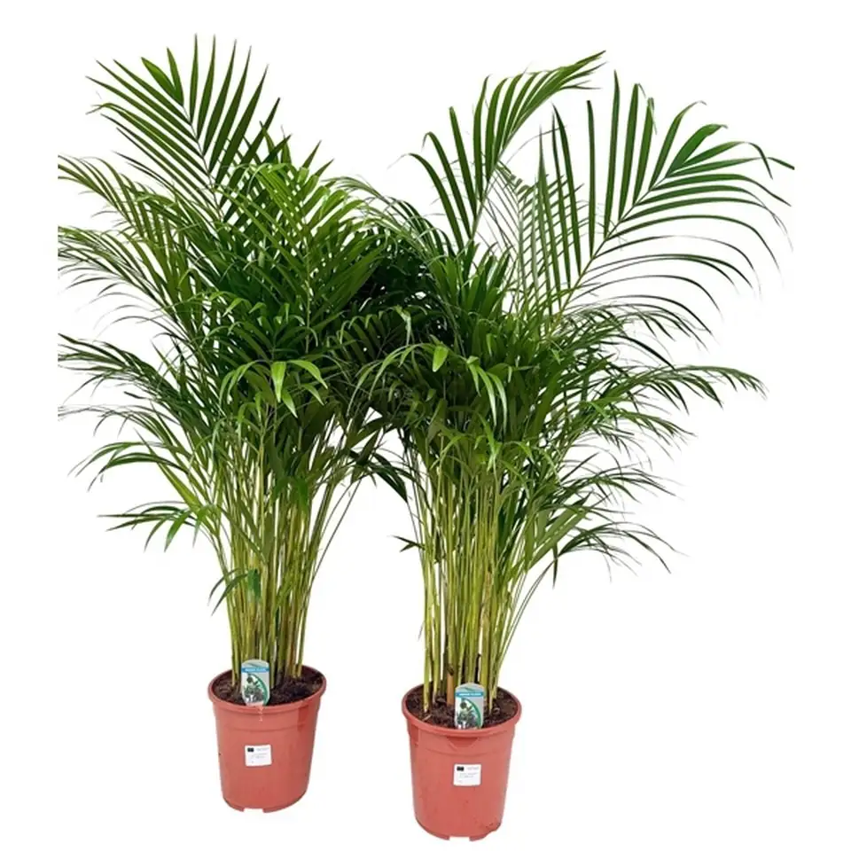 Арека D19 H100 - Dypsis Lutescens