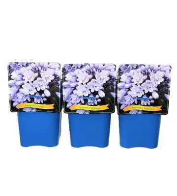 Агапантус D21 H40 - Agapanthus