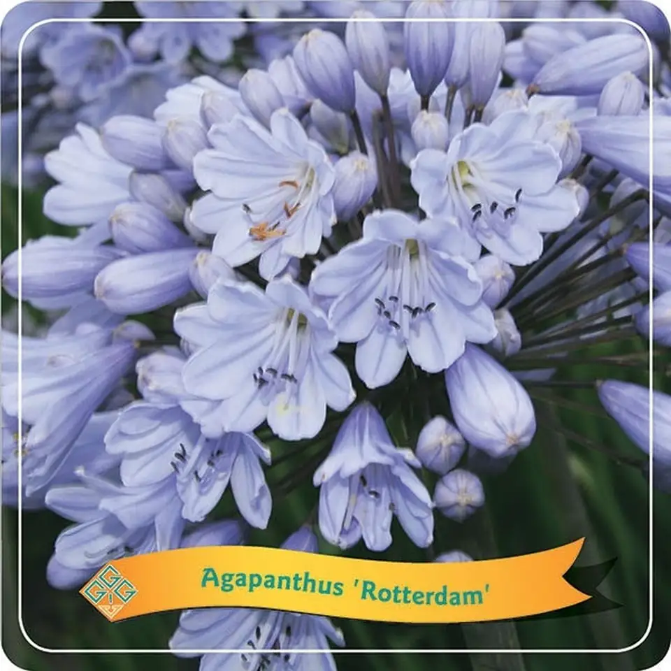 Агапантус D21 H40 - Agapanthus - Image 2