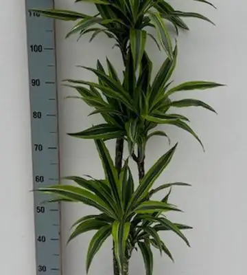 Драцена D24 H140 - Dracaena Lemon Lime 3pp