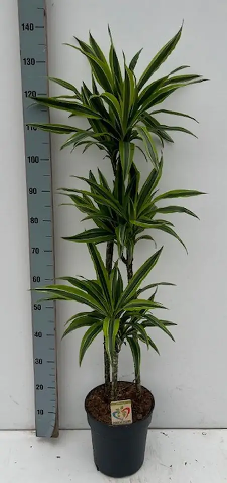 Драцена D24 H140 - Dracaena Lemon Lime 3pp