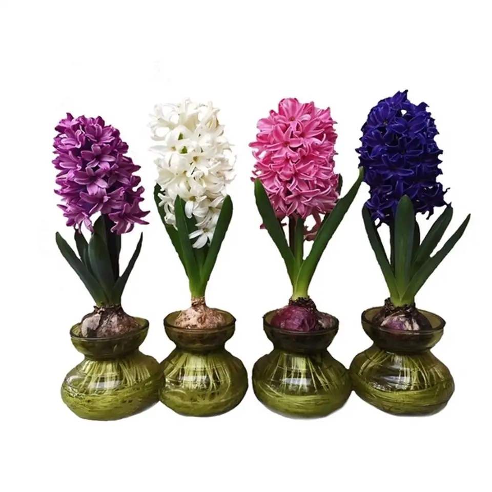 Зюмбюл в стъклена ваза D9 H18 - Hyacinth arrangement HL32080 - Image 2