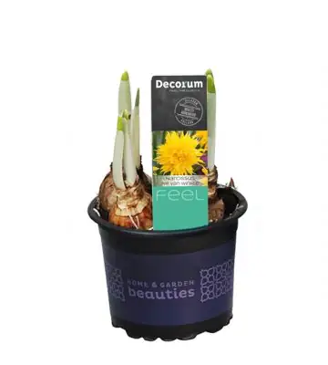 Нарцис D9 H15 - Narcissus Rip van Winkle