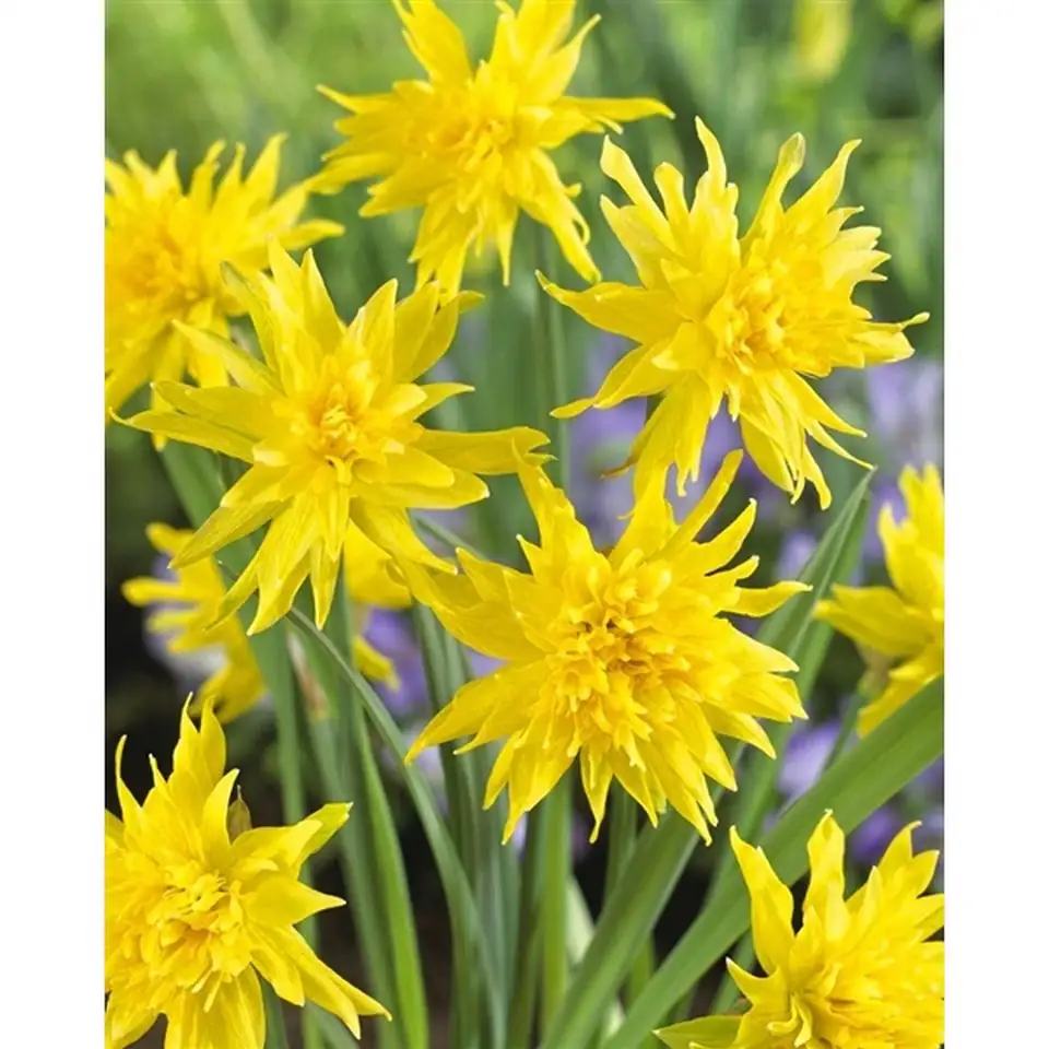 Нарцис D9 H15 - Narcissus Rip van Winkle - Image 2