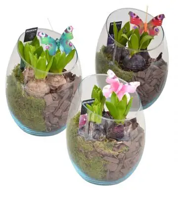 Зюмбюли в стъклен съд D15 H21 - Hyacinth arrangement HL11173