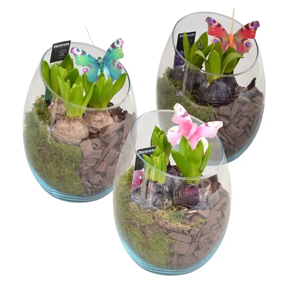 Зюмбюли в стъклен съд D15 H21 - Hyacinth arrangement HL11173