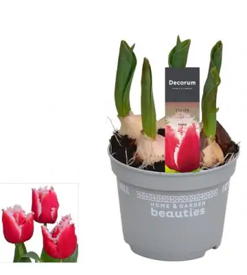 Лалета 5бр D12 H17 - Tulipa Intense 5pp