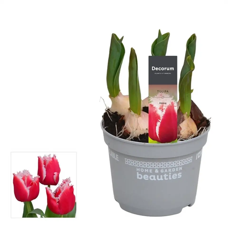 Лалета 5бр D12 H17 - Tulipa Intense 5pp