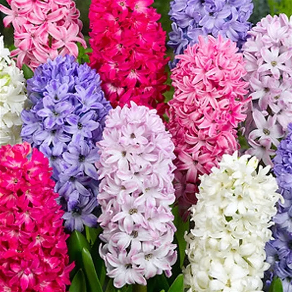 Зюмбюл D7 H15 - Hyacinthus mix 1pp - Image 2