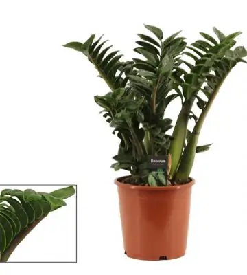 Замиокулкас D21 H60 - Zamioculcas Zenzi