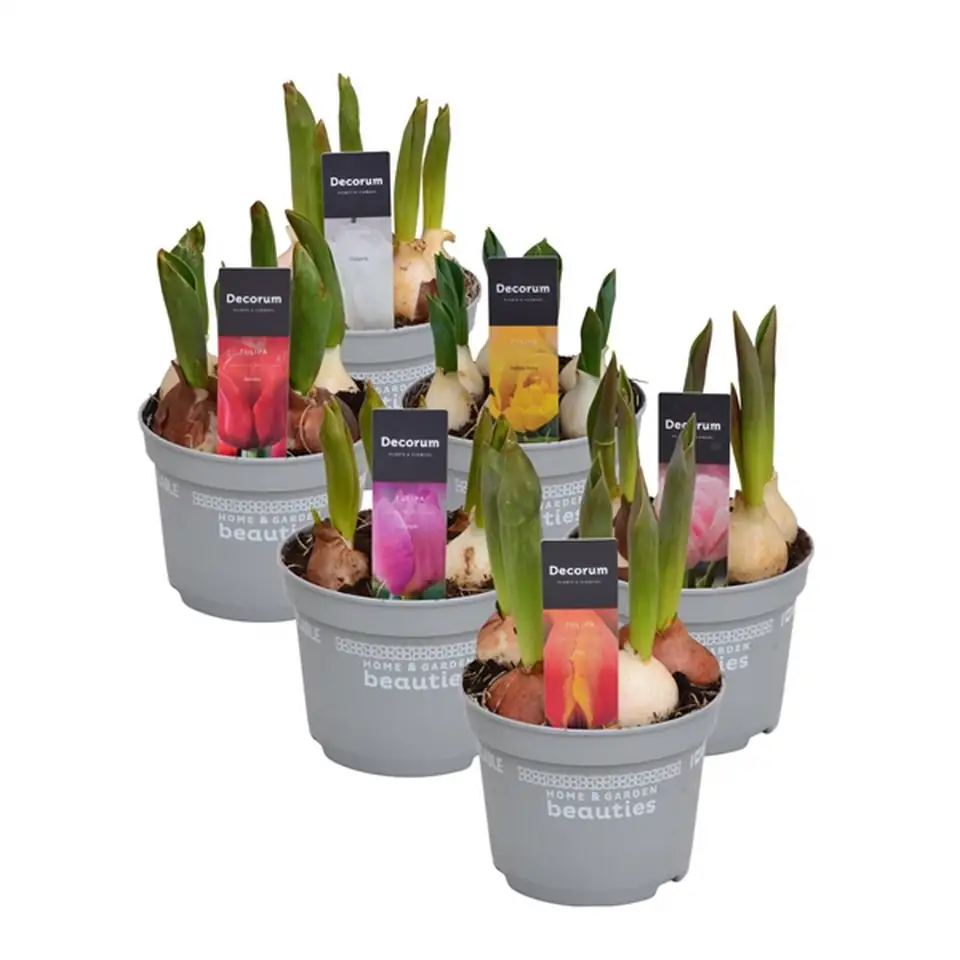 Лалета 5бр D12 H17 - Tulipa mixed 5pp