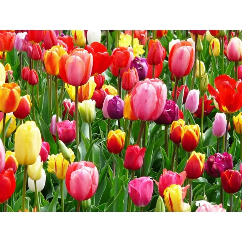 Лалета 5бр D12 H17 - Tulipa mixed 5pp - Image 2