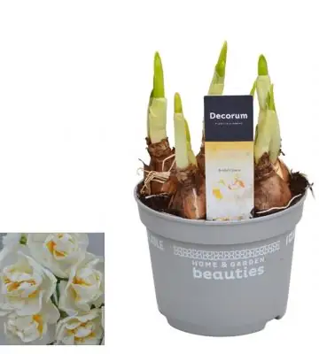 Нарцис D12 H17 - Narcissus Bridal Crown