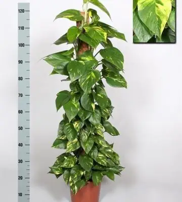 Епипремнум D24 H130 - Epipremnum pinnatum