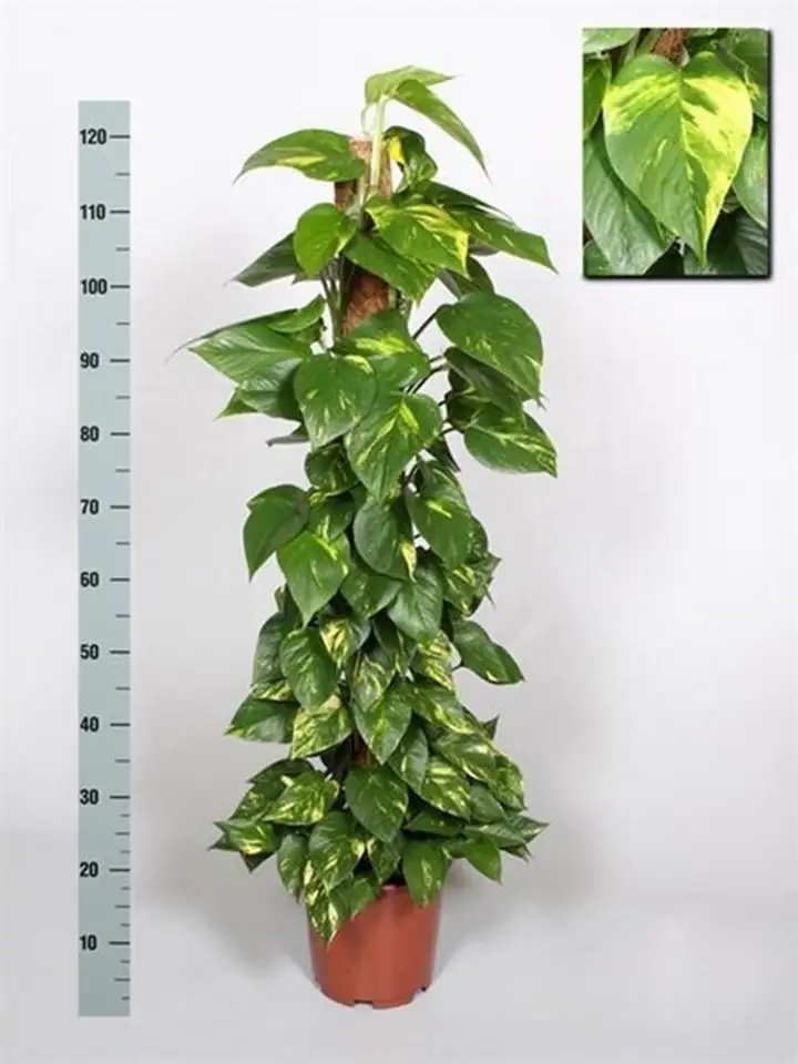 Епипремнум D24 H130 - Epipremnum pinnatum