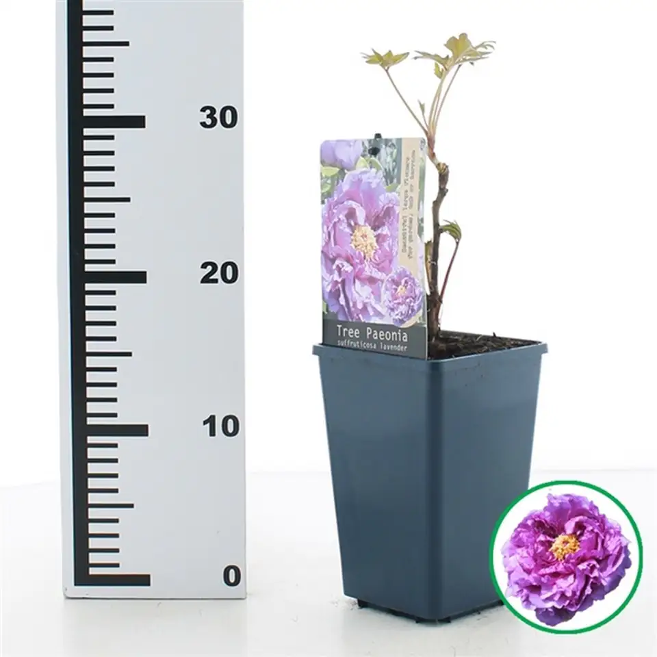 Божур D15 H30 - Paeonia Lavender - Image 2