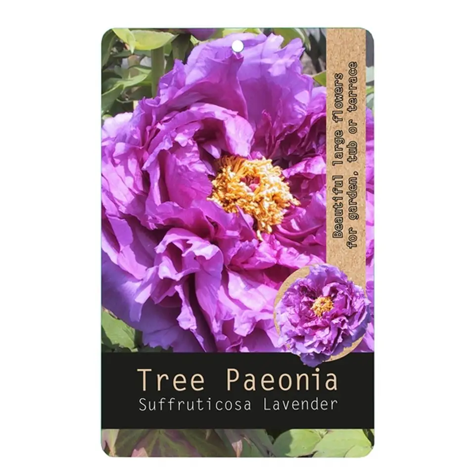 Божур D15 H30 - Paeonia Lavender - Image 3