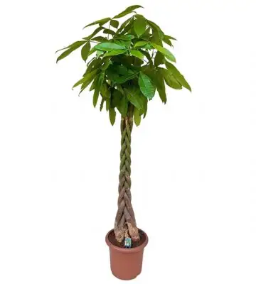 Пахира D40 H220 - Pachira Aquatica