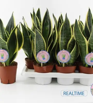 Сансевиера D14 H40 - Sansevieria Black Gold