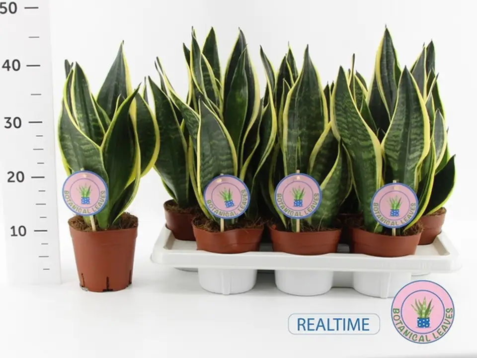 Сансевиера D14 H40 - Sansevieria Black Gold