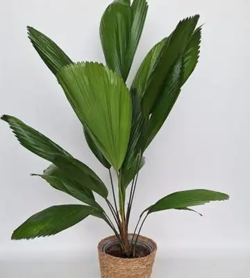 Ликуала в плетен кош D19 H85