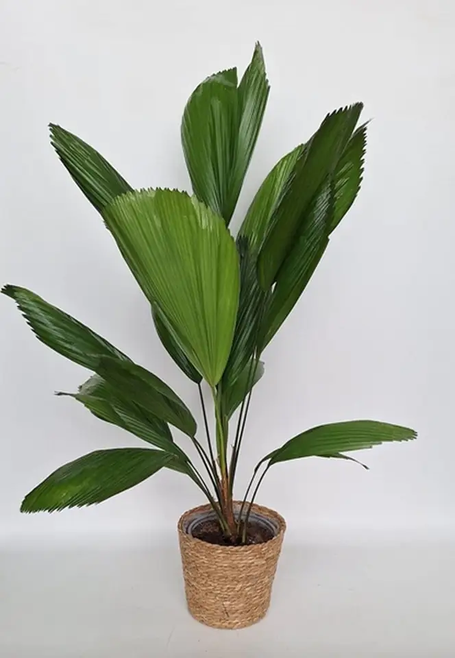 Ликуала в плетен кош D19 H85