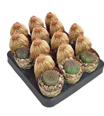 Еуфорбиа D6.5 H8 - Euphorbia Obesa